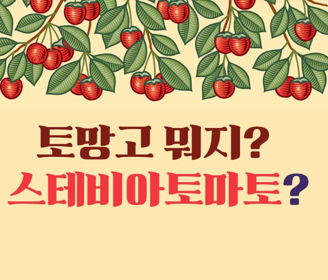 토망고 스테비아토마토